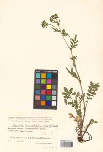 Potentilla tanacetifolia Willd. ex D. F. K. Schltdl., Siberia, Russian Far East (S6) (Russia)