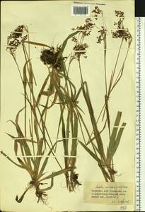 Luzula parviflora (Ehrh.) Desv., Siberia, Altai & Sayany Mountains (S2) (Russia)
