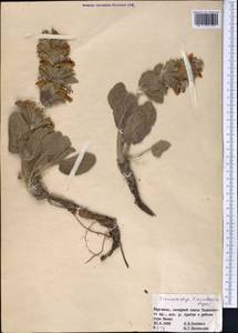 Phlomoides tianschanica (Popov) Adylov, Kamelin & Makhm., Middle Asia, Western Tian Shan & Karatau (M3) (Kyrgyzstan)