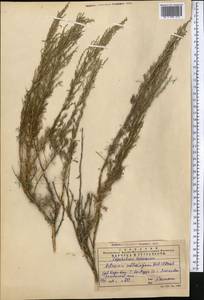 Artemisia sublessingiana (Keller) Krasch. ex Poljakov, Middle Asia, Western Tian Shan & Karatau (M3) (Kazakhstan)