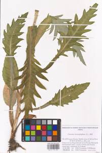 Cirsium heterophyllum (L.) Hill, Eastern Europe, Northern region (E1) (Russia)