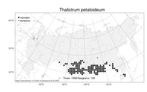 Thalictrum petaloideum L., Atlas of the Russian Flora (FLORUS) (Russia)