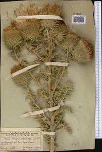 Olgaea eriocephala (C. Winkl.) Iljin, Middle Asia, Pamir & Pamiro-Alai (M2) (Tajikistan)