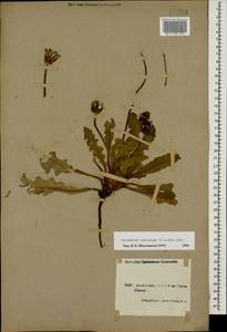 Taraxacum sonchoides (D. Don) Sch. Bip., Caucasus, Armenia (K5) (Armenia)