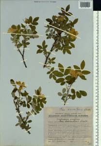 Rosa acicularis Lindl., Siberia, Chukotka & Kamchatka (S7) (Russia)
