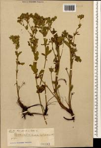 Potentilla recta subsp. obscura (Willd.) Arcang., Caucasus (no precise locality) (K0)