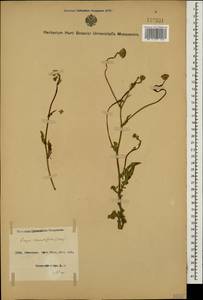 Crepis foetida subsp. rhoeadifolia (M. Bieb.) Celak., Caucasus, Azerbaijan (K6) (Azerbaijan)