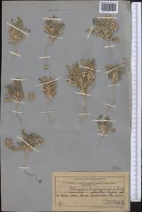 Astragalus stalinskyi Sirj., Middle Asia, Northern & Central Tian Shan (M4) (Kazakhstan)