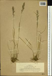 Trisetum altaicum Roshev., Siberia, Western (Kazakhstan) Altai Mountains (S2a) (Kazakhstan)