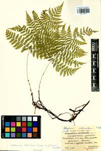 Diplazium sibiricum (Turcz. ex Kunze) Sa.Kurata, Siberia, Baikal & Transbaikal region (S4) (Russia)