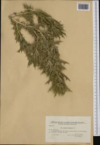 Scolymus hispanicus L., Western Europe (EUR) (Bulgaria)