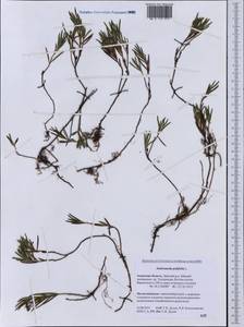 Andromeda polifolia L., Siberia, Russian Far East (S6) (Russia)