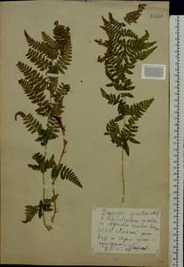 Dryopteris carthusiana (Vill.) H. P. Fuchs, Eastern Europe, Belarus (E3a) (Belarus)