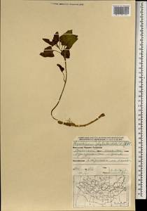 Physochlaina physaloides (L.) G. Don, Mongolia (MONG) (Mongolia)