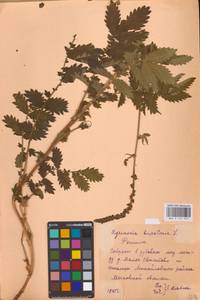 Agrimonia eupatoria L., Eastern Europe, Central region (E4) (Russia)