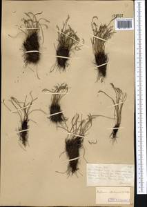 Asplenium septentrionale (L.) Hoffm., Middle Asia, Muyunkumy, Balkhash & Betpak-Dala (M9) (Kazakhstan)