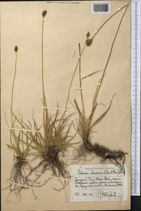 Carex kokanica (Regel) S.R.Zhang, Middle Asia, Western Tian Shan & Karatau (M3) (Kyrgyzstan)