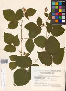 Rubus nessensis Hall, Eastern Europe, Moscow region (E4a) (Russia)