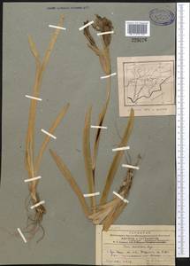 Iris darwasica Regel, Middle Asia, Pamir & Pamiro-Alai (M2) (Tajikistan)
