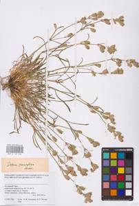 Silene chamarensis Turcz., Siberia, Western Siberia (S1) (Russia)