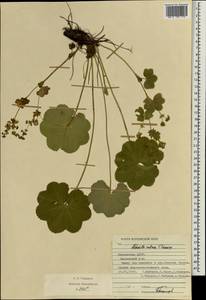 Alchemilla ventiana V. N. Tikhom., Eastern Europe, Middle Volga region (E8) (Russia)