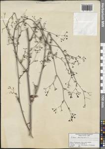 Sison amomum L., South Asia, South Asia (Asia outside ex-Soviet states and Mongolia) (ASIA) (Turkey)