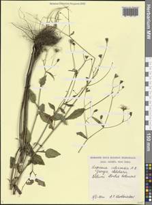 Lapsana communis subsp. intermedia (M.Bieb.) Hayek, Caucasus, Georgia (K4) (Georgia)