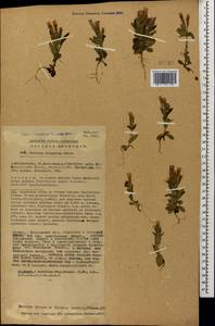 Gentianella caucasea (Loddiges ex Sims) J. Holub, Caucasus, Georgia (K4) (Georgia)