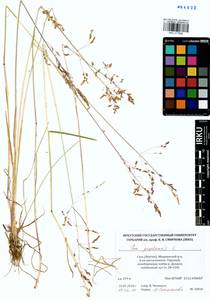 Poa pratensis L., Siberia, Yakutia (S5) (Russia)