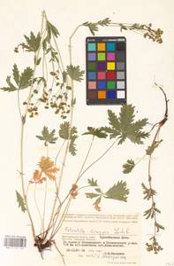 Potentilla longipes Ledeb., Eastern Europe, Lower Volga region (E9) (Russia)