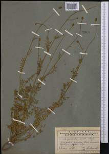 Poterium sanguisorba subsp. polygamum (Waldst. & Kit.) Asch. & Graebn., Middle Asia, Pamir & Pamiro-Alai (M2) (Tajikistan)