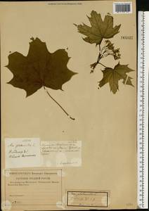 Acer platanoides L., Eastern Europe, Central region (E4) (Russia)