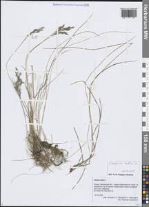 Festuca rubra L., Siberia, Russian Far East (S6) (Russia)