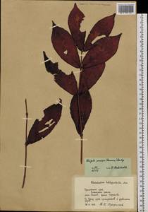 Weigela florida (Bunge) A. DC., Siberia, Russian Far East (S6) (Russia)