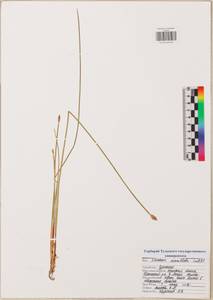 Eleocharis mamillata (H.Lindb.) H.Lindb., Eastern Europe, Central region (E4) (Russia)