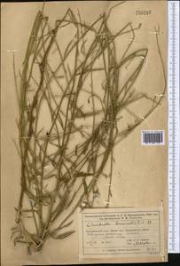 Chondrilla brevirostris Fisch. & C. A. Mey., Middle Asia, Muyunkumy, Balkhash & Betpak-Dala (M9) (Kazakhstan)