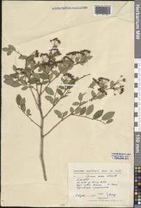Spiraea media Schmidt, Siberia, Baikal & Transbaikal region (S4) (Russia)
