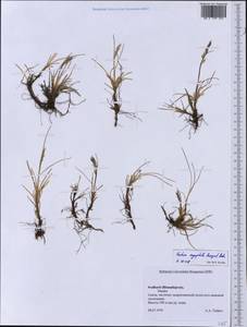 Festuca richardsonii Hook., Western Europe (EUR) (Svalbard and Jan Mayen)