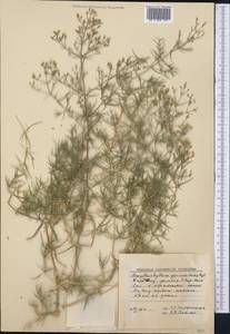 Acanthophyllum gypsophiloides Regel, Middle Asia, Western Tian Shan & Karatau (M3) (Kazakhstan)