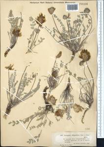 Astragalus ellipsoideus Ledeb., Middle Asia, Muyunkumy, Balkhash & Betpak-Dala (M9) (Kazakhstan)