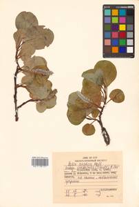 Salix arctica subsp. crassijulis (Trautv.) A. K. Skvortsov, Siberia, Russian Far East (S6) (Russia)