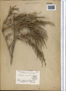 Ephedra intermedia Schrenk & C.A.Mey., Middle Asia, Pamir & Pamiro-Alai (M2)