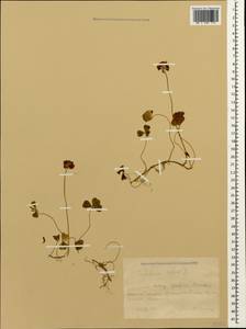 Trifolium repens L., Caucasus, Krasnodar Krai & Adygea (K1a) (Russia)