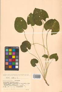 Viola collina Besser, Siberia, Russian Far East (S6) (Russia)