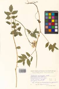 Cardamine macrophylla Willd., Siberia, Russian Far East (S6) (Russia)