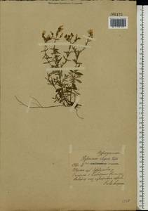 Hypericum elegans Steph. ex Willd., Eastern Europe, Central region (E4) (Russia)