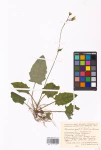 Hieracium murorum subsp. gentile (Jord. ex Boreau) Sudre, Eastern Europe, Moscow region (E4a) (Russia)