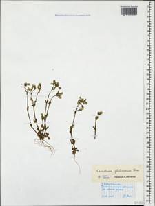 Cerastium glutinosum Fries, Caucasus, Black Sea Shore (from Novorossiysk to Adler) (K3) (Russia)