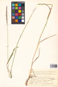 Elymus repens (L.) Gould, Eastern Europe, Northern region (E1) (Russia)