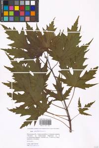 Acer saccharinum L., Eastern Europe, Moscow region (E4a) (Russia)
